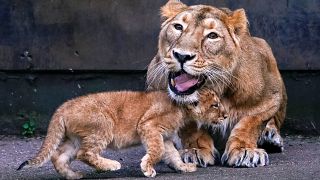 Löwen in einem Zoo in Belgien