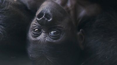 Gorila bebé é o primeiro em 20 anos no zoo de Dallas
