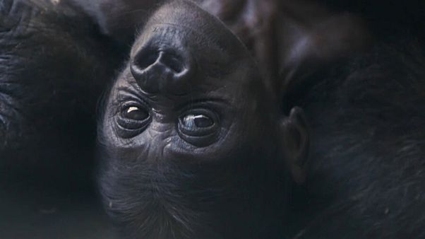 Gorila bebé é o primeiro em 20 anos no zoo de Dallas Gorila bebé é o primeiro em 20 anos no zoo de Dallas