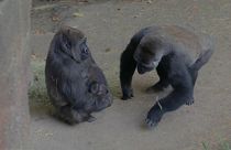 Dallas: nuovo mini gorilla allo zoo