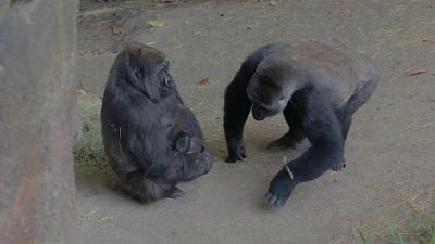 Gorilla-Liebe: Mutter Hope und ihr Kind