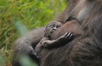Пополнение в семье далласских горилл