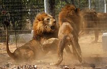 Λιοντάρια κατασπάραξαν λαθροθήρες ρινόκερων