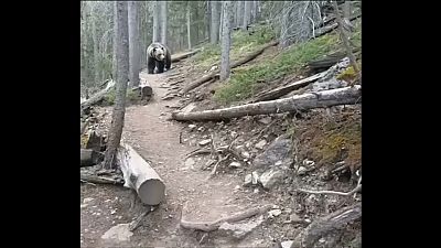 Grizzlybär trifft auf Wanderer