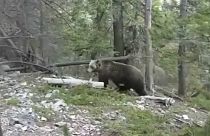 شاهد: دب يمر بجوار متسلقين.. والموقف يمر بسلام