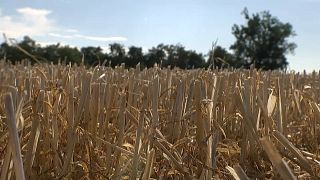 Extreme Dürre: Deutsche Bauern fürchten um ihre Existenz