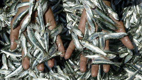 Mediterranean is world’s most overfished sea: report Mediterranean is world’s most overfished sea: report