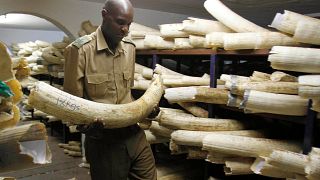 Avaaz denuncia venda ilegal de marfim na Europa