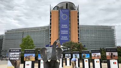 EU begrüsst neue Studie zu Elfenbein-Handel