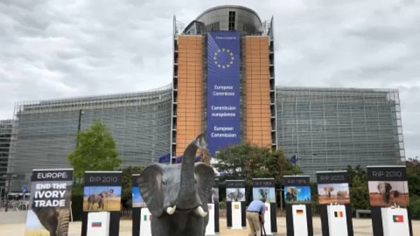 'Europe’s ivory laws are broken,' say campaigners 'Europe’s ivory laws are broken,' say campaigners