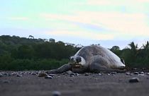 A teknősök érkezését ünneplik Costa Ricán