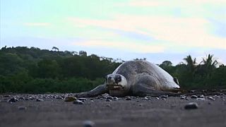Costa-riquenhos envolvem-se na proteção de tartarugas marinhas