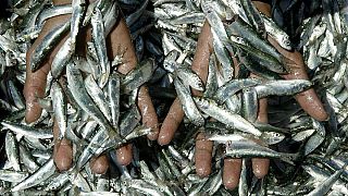 تقرير: المتوسط أكثر بحار العالم تعرضاً للصيد الجائر