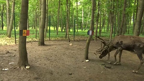 A franciákat várja a döntőbe az orosz jós-rénszarvas A franciákat várja a döntőbe az orosz jós-rénszarvas