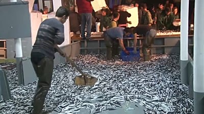 Video. Her yıl avlanan 171 milyon ton balığın üçte biri sofraya ...