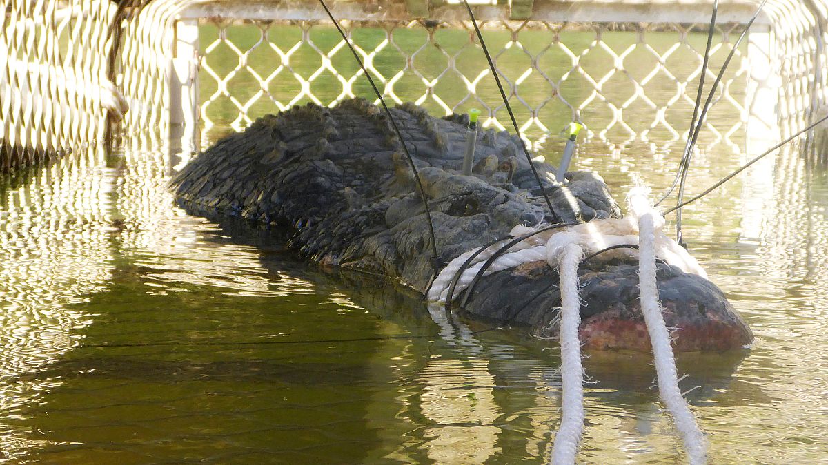 Avustralya'da 5 metrelik timsah yakalandı