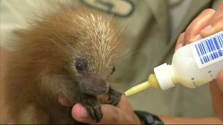 Baby porcupine born at Chicago Zoo