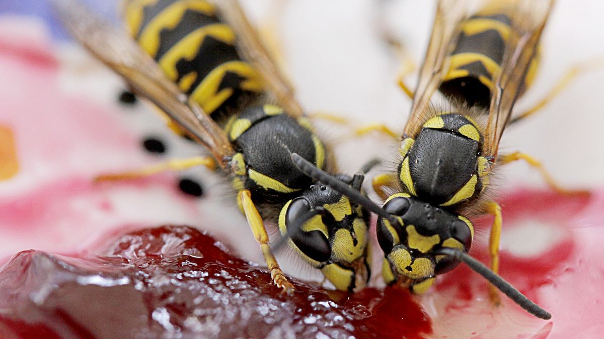 Can you really be fined €50,000 for killing a wasp in Germany?