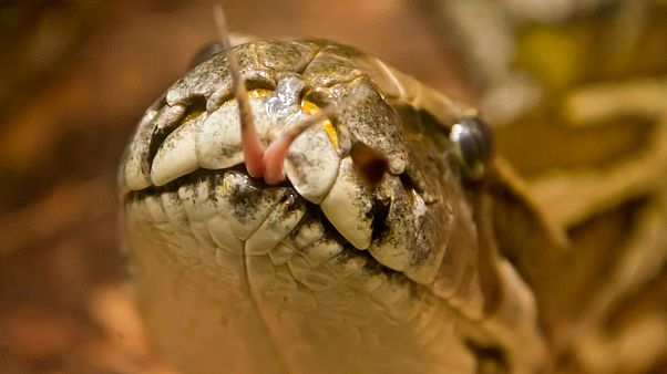 Varsovia busca una pitón de 6 metros desaparecida Varsovia busca una pitón de 6 metros desaparecida