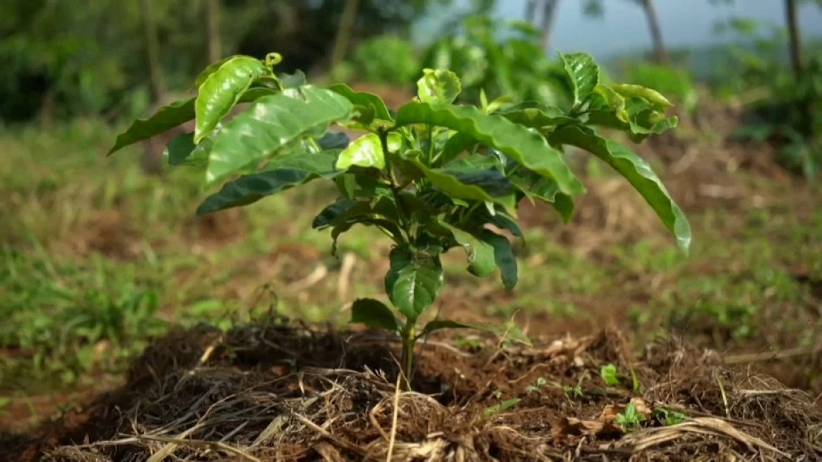 O café para a reflorestação no Monte Gorongosa