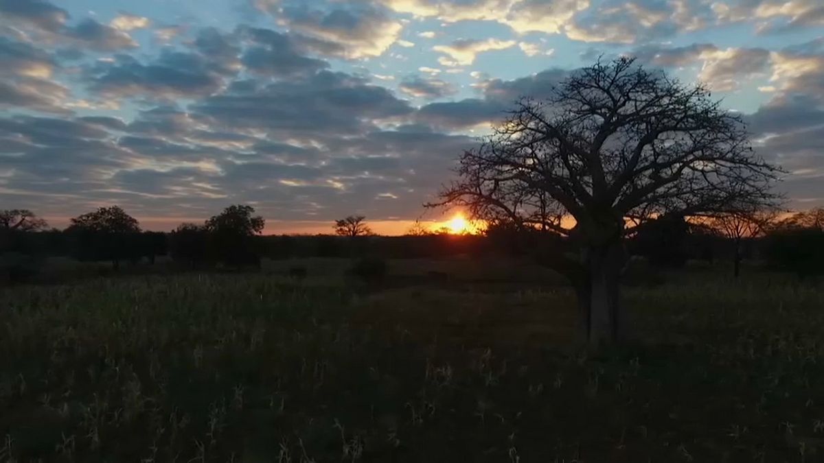 Sudafrica: la lenta agonia dei baobab