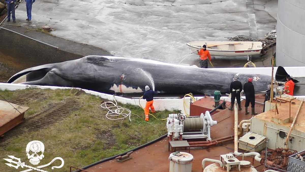 Iceland allows commercial whaling and sets a annual killing quota.