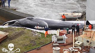 Iceland allows commercial whaling and sets a annual killing quota.