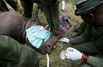 مرگ کرگدن‌‌های کمیاب پس از انتقال به منطقه محافظت شده