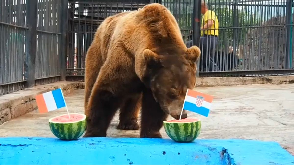 شاهد: الدب بويان يأكل بطيخة كرواتيا ويتوقع فوزها بالمونديال