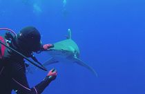 Meeresbiologin entfernt Metallhaken aus Hai-Kiefer