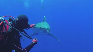 Diver and shark enthusiast skilfully removes hook from white tip sharks jaw