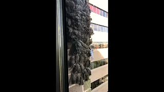 شاهد: خفافيش مهاجرة تكسو جدران مكتباً في هيوستن