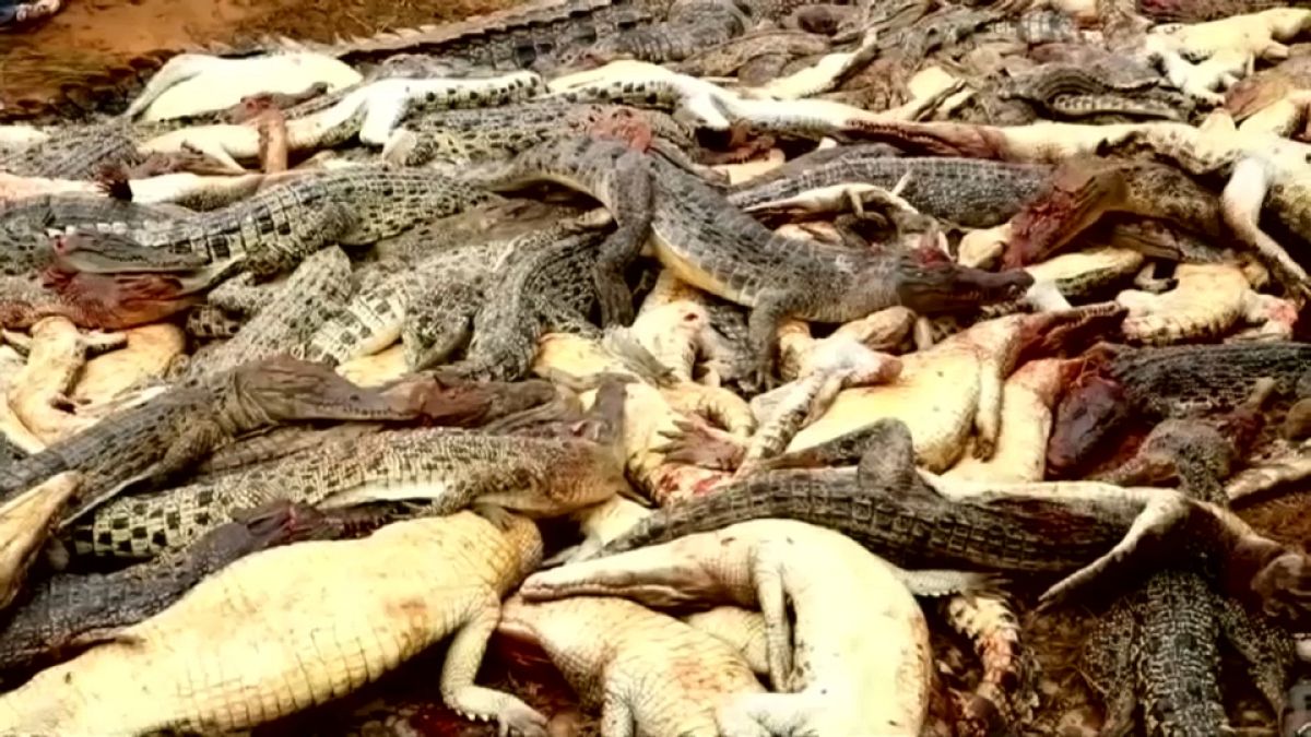 Matanza de cocodrilos por venganza en Indonesia