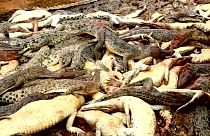 Matanza de cocodrilos por venganza en Indonesia