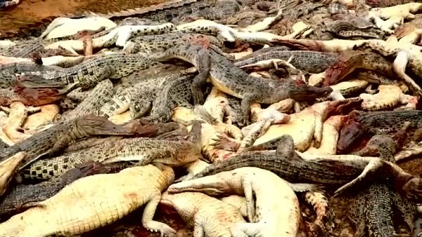 Matanza de cocodrilos por venganza en Indonesia Matanza de cocodrilos por venganza en Indonesia