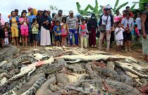 Matanza de 300 cocodrilos en Indonesia por venganza