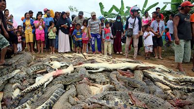 Matanza de 300 cocodrilos en Indonesia por venganza