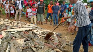 The bodies of crocodiles