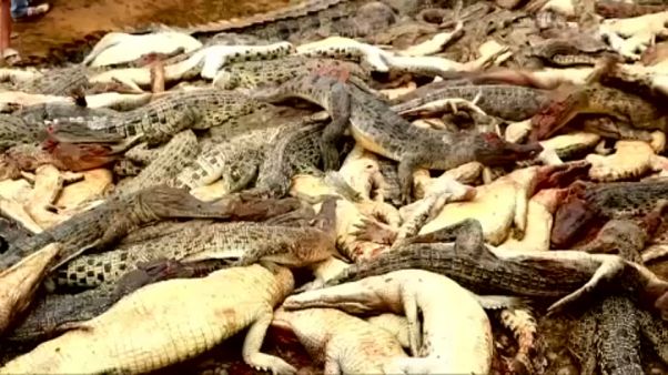 Σκότωσαν 300 κροκόδειλους για εκδίκηση Σκότωσαν 300 κροκόδειλους για εκδίκηση