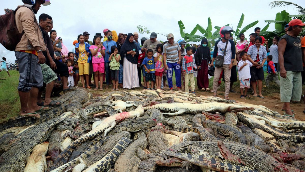 کشتار صدها تمساح در اندونزی