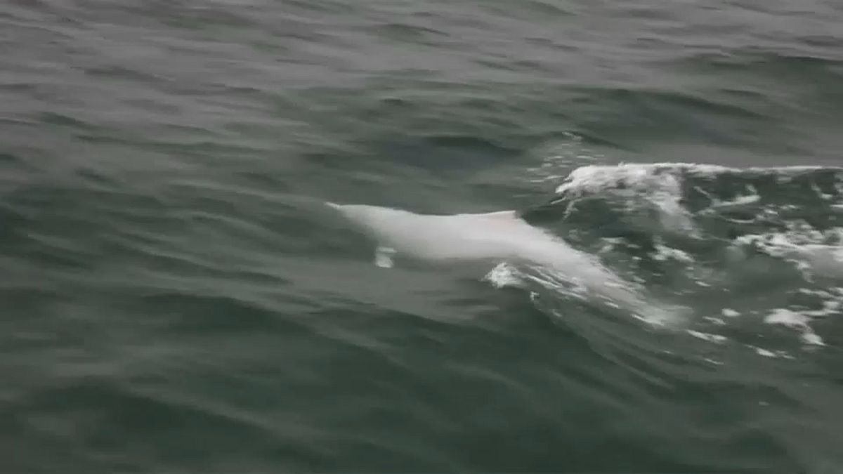 Hong Kong: un ponte mette a rischio la specie dei delfini bianchi