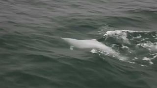 Hong Kong: un ponte mette a rischio la specie dei delfini bianchi