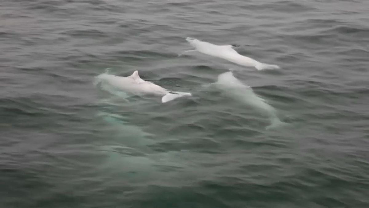 الدلافين النادرة مهددة بجسر يربط هونغ كونغ بالصين 