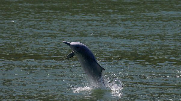 Ein weißer Delphin in Hong Kong Ein weißer Delphin in Hong Kong