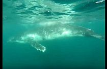 Watch: Humpback whale rescued from shark net