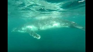 Watch: Humpback whale rescued from shark net