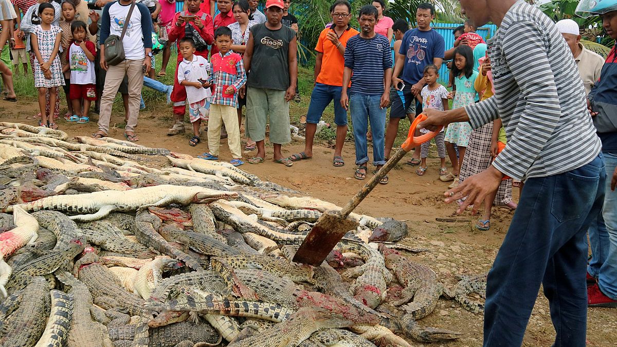 دفن 300 تمساح قتلها قرويون انتقاماً لمقتل رجل في إندونيسيا