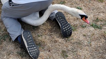 Curiosas imágenes del censo de los cisnes de la Reina de Inglaterra