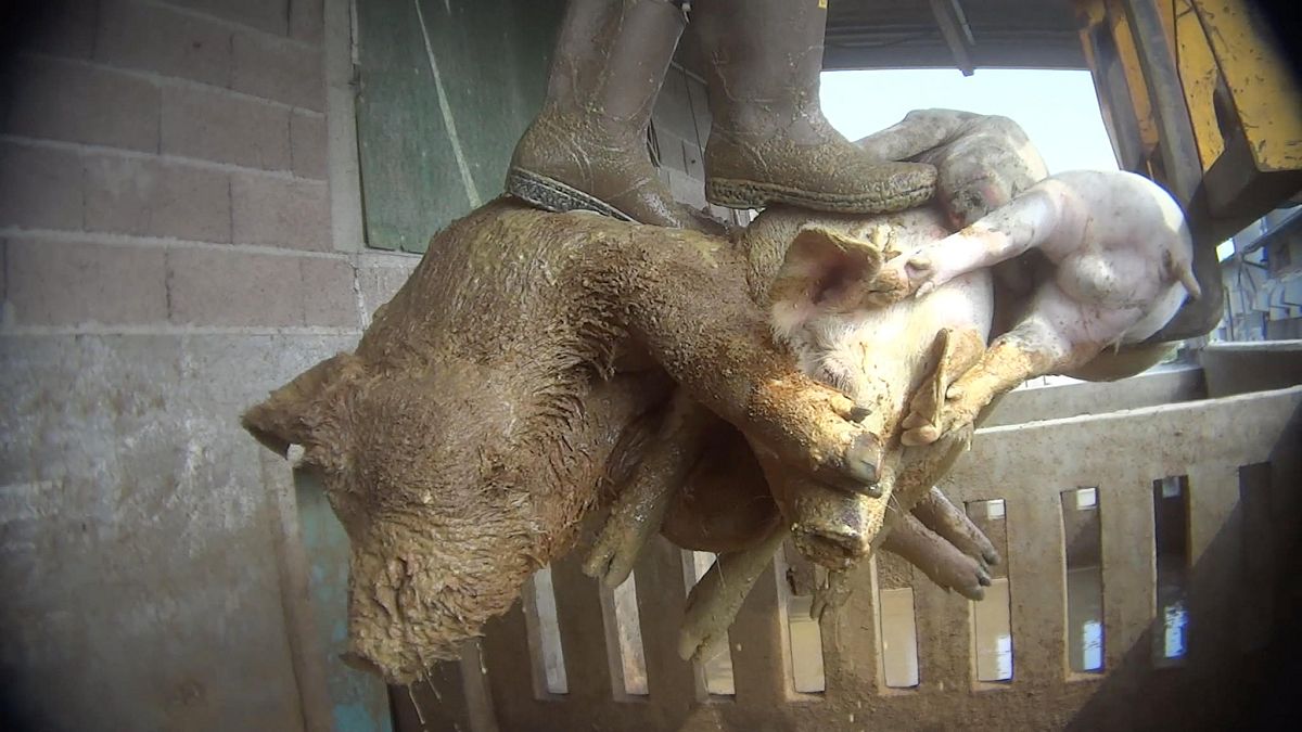 Code tagliate e maiali lasciati agonizzare: Animal Equality denuncia 2 allevamenti  