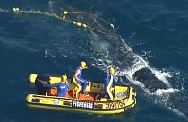Baleia jubarte libertada das redes de tubarões na costa da Austrália